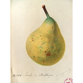 Poirier "Sucrée de Montluçon"