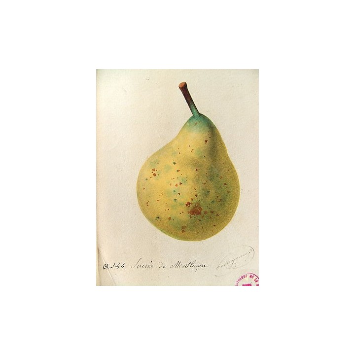 Poirier "Sucrée de Montluçon"