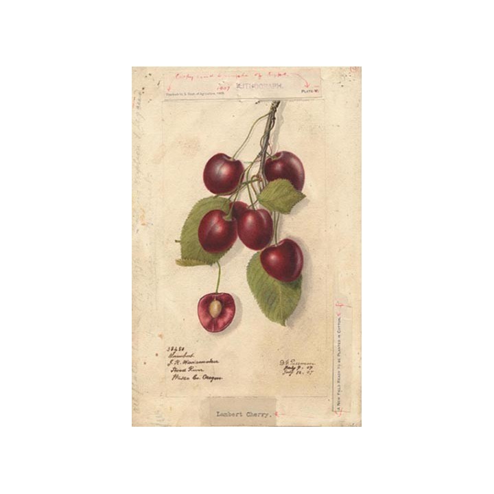 Cerisier "Saint Fiacre"