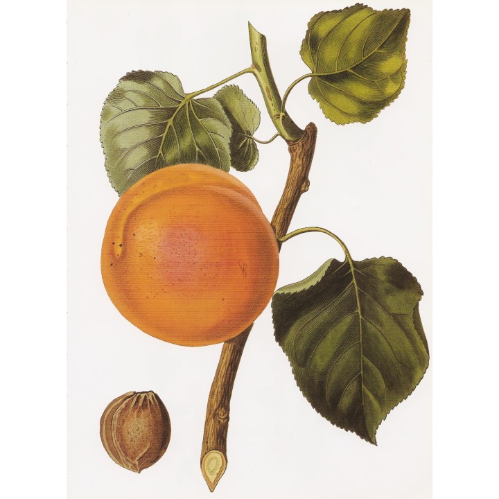Abricotier "Merveille Du Dauphiné"