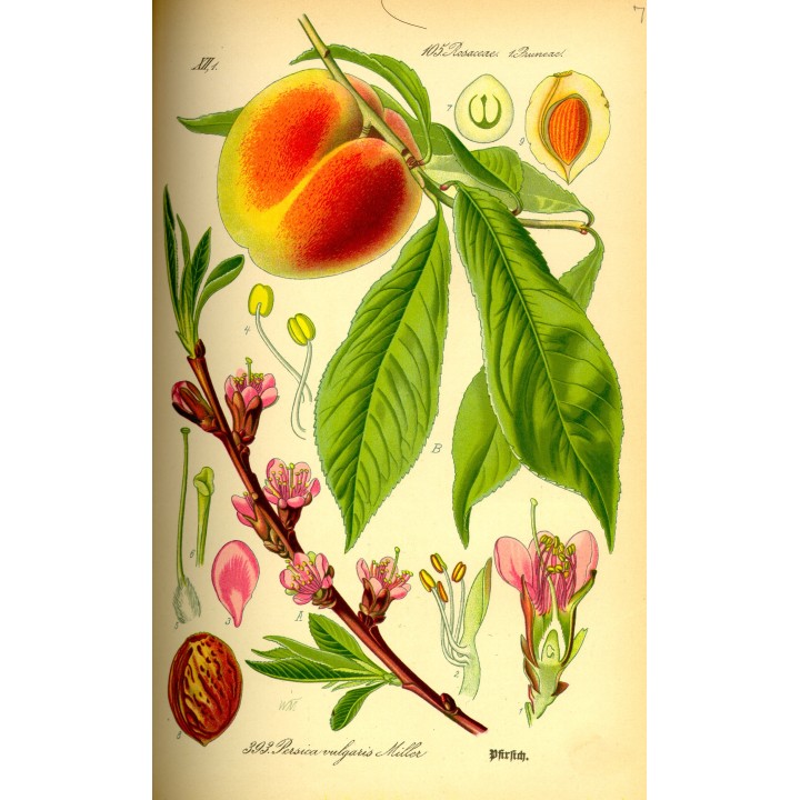 Pêcher "Brugnon Rosé De Septembre"