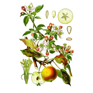 Pommier "Rose de Hollande"