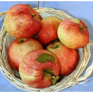 Pommier "James Grieves"