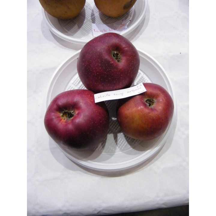 Pommier "Calville Rouge D'Automne"