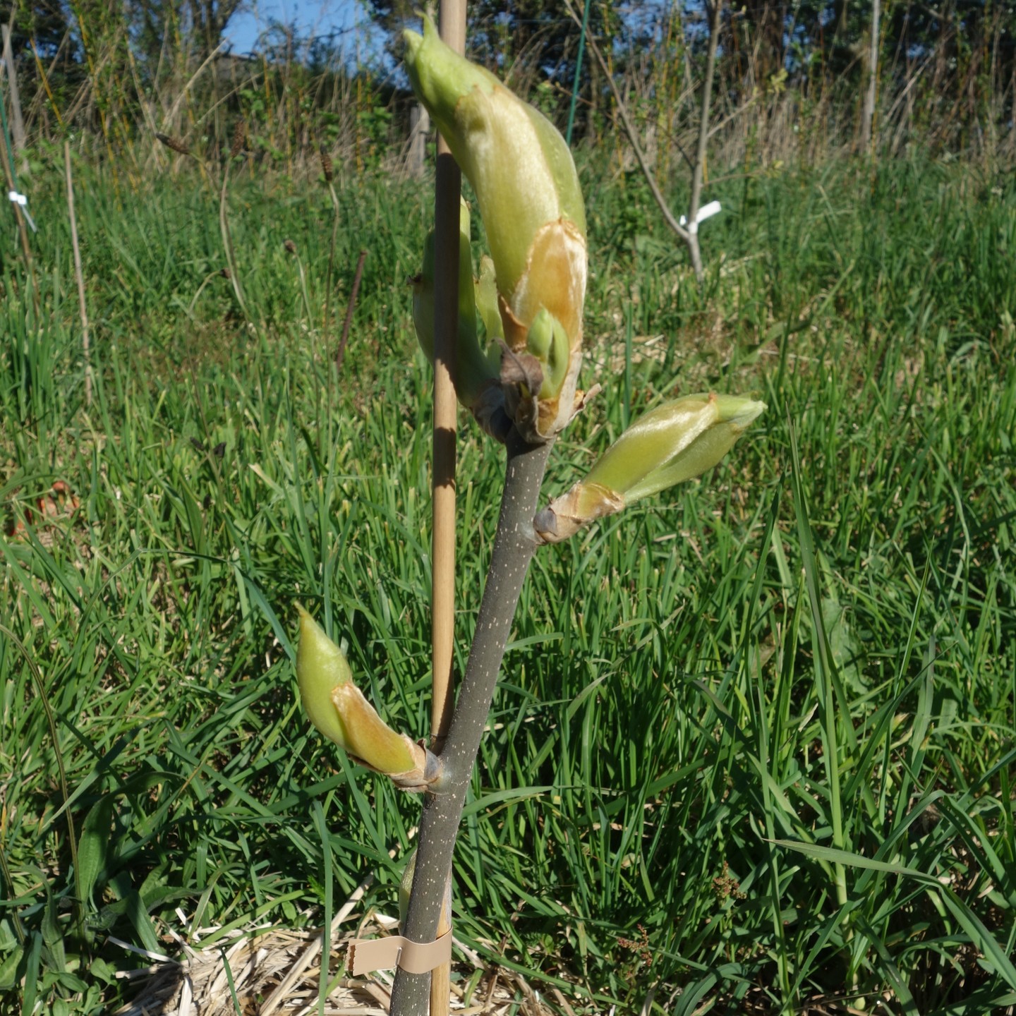 Non ce n'est pas une fleur, c'est un hickory "Grainger" sur le point de débourrer. Tout simplement magnifique.