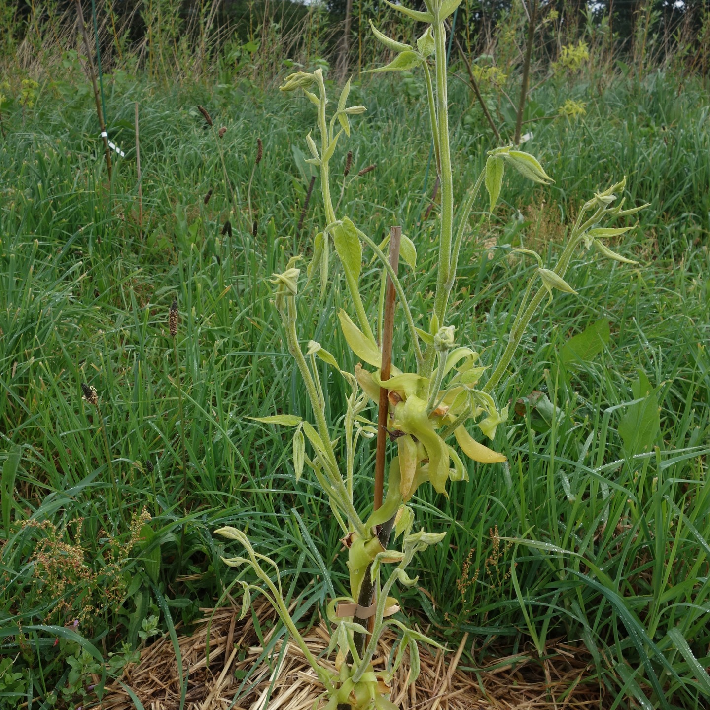 Même hickory "Grainger" 5 jours plus tard après "éclosion" des bourgeons
